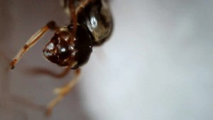 Gyne1, [Lasius sp. jaune] Identification Gyne Normandie