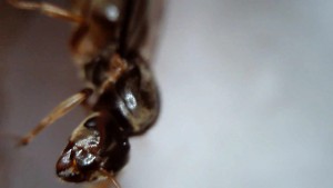 Gyne2, [Lasius sp. jaune] Identification Gyne Normandie