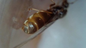 Gyne3, [Lasius sp. jaune] Identification Gyne Normandie