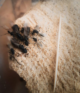 3 princesse et 6 princes, [Camponotus vagus] Mon chien a creusé un nid