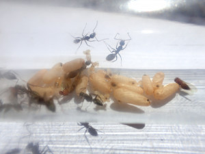 C. vestitus, [Blog] Camponotus vestitus