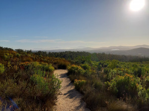 Avec du fynbos en veux-tu en voilà, [Blog] Meranoplus peringueyi