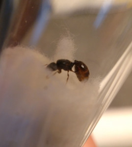 Vue du pétiole, [Aphaenogaster subterranea] Fourmi trouvée sur la plage de Landrezac