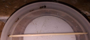 Gyne du jour, [Aphaenogaster subterranea] Demande identification gyne