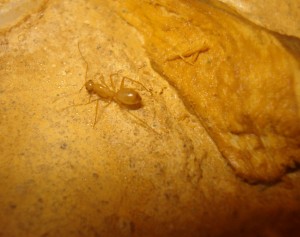 une ouvrière, [Blog] Camponotus africaines, sanctus et sp d'Afrique de l'est