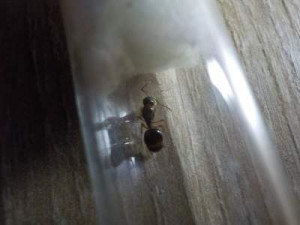 Vue de dessus, [Aphaenogaster subterranea] Identification gyne