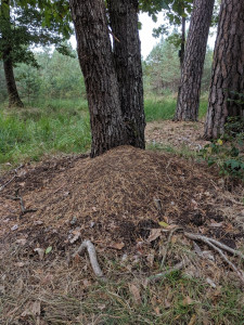 Dôme, Les fourmis de la forêt de Fontainebleau (77)
