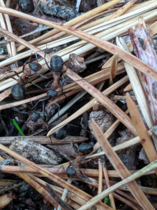 Zoom, Les fourmis de la forêt de Fontainebleau (77)