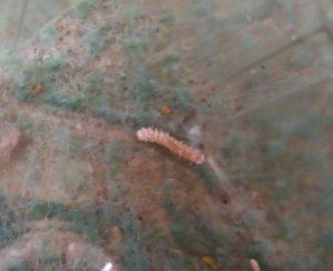 Larve Akis tuberculata, Mes élevages nourriciers (T. molitor, Z. morio, A. Tuberculata, B. dubia, B. lateralis, P. sp.)