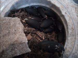 Zophobas morio à table, Mes élevages nourriciers (T. molitor, Z. morio, A. Tuberculata, B. dubia, B. lateralis, P. sp.)