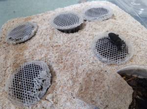 Pondoirs Zophobas morio, Mes élevages nourriciers (T. molitor, Z. morio, A. Tuberculata, B. dubia, B. lateralis, P. sp.)