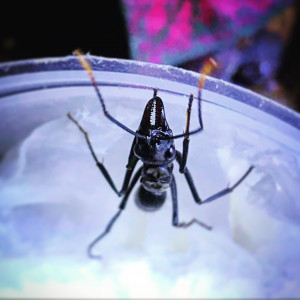 Petite nouvelle, Neoponera apicalis, [Blog] Les Neoponera apicalis radioactive ²³⁵U