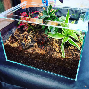 Terrarium Neoponera, [Blog] Les Neoponera apicalis radioactive ²³⁵U