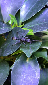 Gyne Neoponera apicalis, [Blog] Les Neoponera apicalis radioactive ²³⁵U