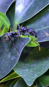Gyne Neoponera apicalis, [Blog] Les Neoponera apicalis radioactive ²³⁵U