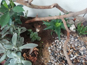 Après 2, Messor barbarus en terrarium