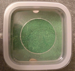 Plus réussi, Petis nids/ADC en boite