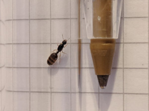 Belle 2, [Solenopsis fugax] Une Myrmicinae de plus ! Solenopsis ?