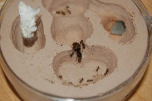Elle arrive dans la chambre où sont stockés cocons et larves., [BLOG] Lasius niger: première colonie