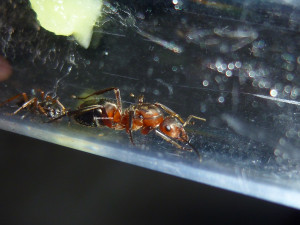 Formica sp, [Formica cf. lugubris] Formica truncorum ?
