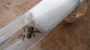 photo1, Messor structor ou barbarus ?