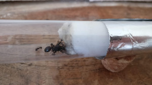 photo2, Messor structor ou barbarus ?