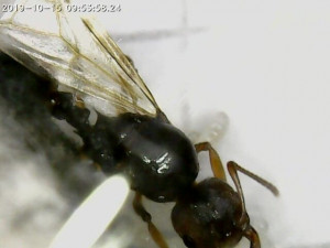 Top head+thorax+wing+propodeum+petiole, [Aphaenogaster subterranea] Myrmicinae sp.