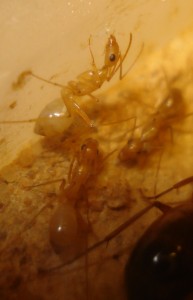 ouvrières, [Blog] Camponotus africaines, sanctus et sp d'Afrique de l'est