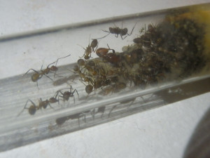 La famille au grand complet 1, [Blog] Messor aegyptiacus et Camponotus nicobarensis