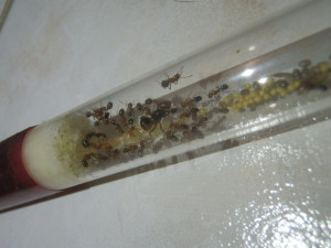 Messor aegyptiacus de loin, [Blog] Messor aegyptiacus et Camponotus nicobarensis