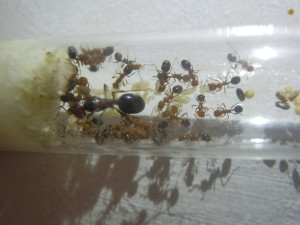 La petite famille, [Blog] Messor aegyptiacus et Camponotus nicobarensis