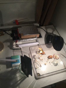 L’installation, Sexuées Messor indésirables