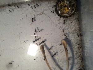 Les infiltrées, Sexuées Messor indésirables