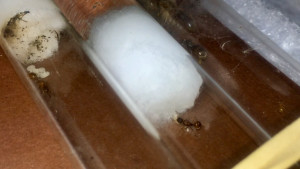 Myrmica sp (x2) et Lasius myops, [Blog] Les endémiques de Deucalion