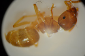 Photo pour l'identification, [Blog] Reproduction des conditions naturelles chez Lasius flavus