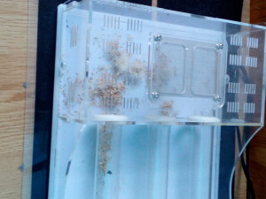 L'aire de chasse, **Fin**[blog] Messor barbarus