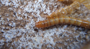 Alphitobius diaperinus - larve, Mes élevages nourriciers (T. molitor, Z. morio, A. Tuberculata, B. dubia, B. lateralis, P. sp.)