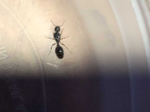 Photo 2, [Tetramorium sp.] Demande d'identification