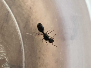 Photo 3, [Tetramorium sp.] Demande d'identification