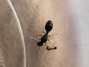 Photo 5, [Tetramorium sp.] Demande d'identification