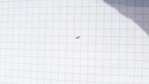 Photo2, [Ponerinae] Fourmis dans les plinthes ???