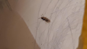 Photo3, [Ponerinae] Fourmis dans les plinthes ???