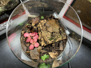 Pachycondyla crassinoda - Terrarium, [Blog] Les Pachycondyla crassinoda de Deucalion