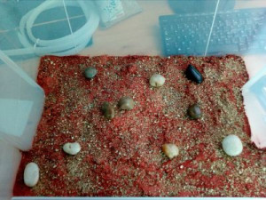 ADC pour mes Messor barbarus, **Fin**[blog] Messor barbarus