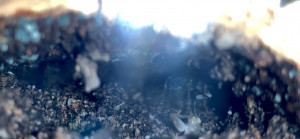 Pachycondyla crassinoda - Premier œuf, [Blog] Les Pachycondyla crassinoda de Deucalion