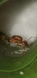 Gyne et couvain, [Blog] Oecophylla longinoda
