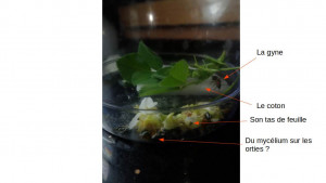 La fondation, Recherche champignon pour fondation Acromyrmex