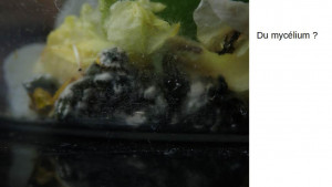 Mycélium ?, Recherche champignon pour fondation Acromyrmex