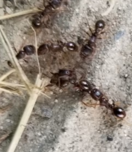 Agrandissement, Questionnement sur le positionnement de fourmis