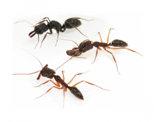 Odontomachus cf haematodus, [Blog] Mes Odontomachus haematodus